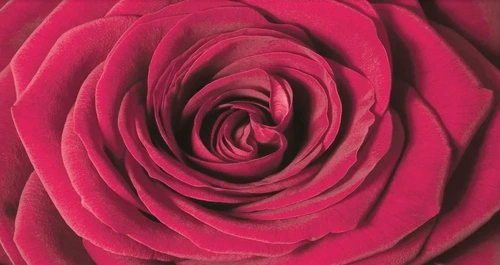 цветы, роза, цвета фуксия, горизонтальные