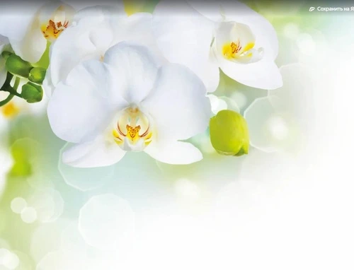 цветы, белые орхидеи, на белом фоне, свисающие