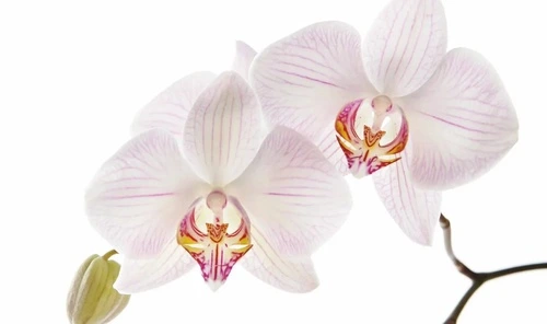 цветы, орхидеи, белые, на белом фоне, светло розовые