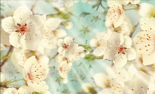 цветы, цветы яблони, белые, на голубом фоне