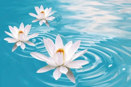 цветы, кувшинки, белые, бирюзовая