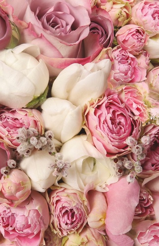 цветы, пионы, белые, розовая, бутоны, вертикальные