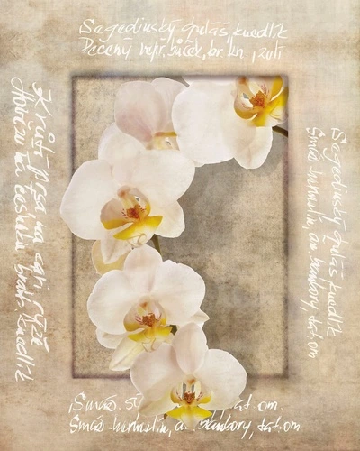 цветы, бежевые, орхидея, белые, с текстом