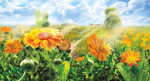 цветы, ноготки, календула, оранжевые