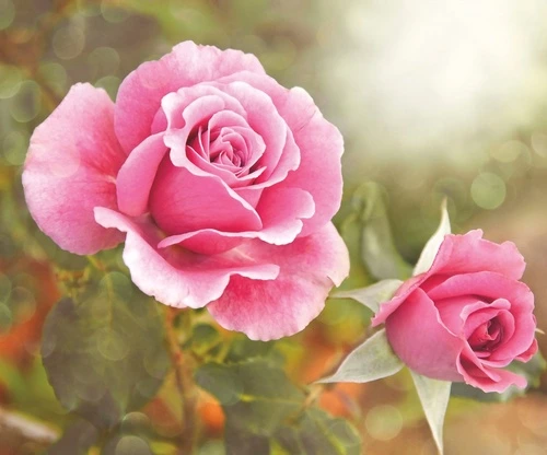цветы, фото роза, розовая, две розы