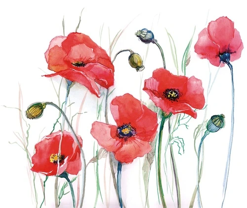 цветы, маки, красная, на белом фоне, акварель, стебли