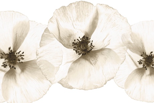 цветы, бежевые, белые