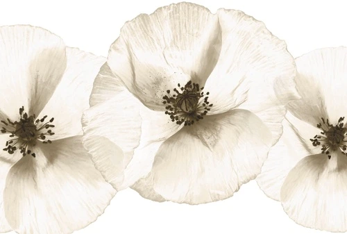 цветы, бежевые, белые