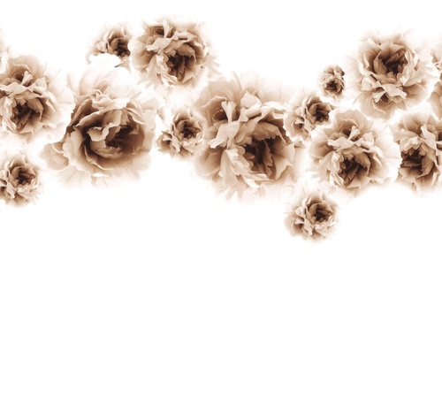 цветы, бежевые, на белом фоне, пионы