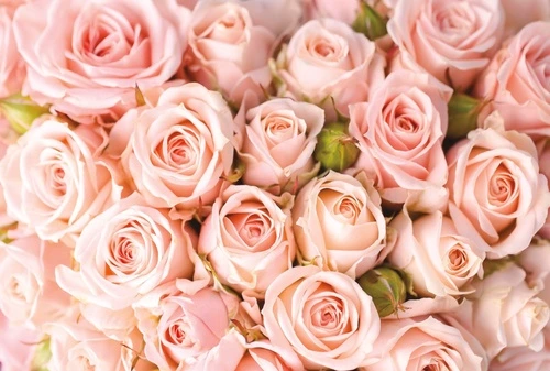 цветы, розы, розовые розы, много роз