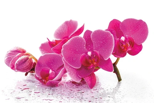 цветы, орхидеи, фуксия, на белом фоне, на воде