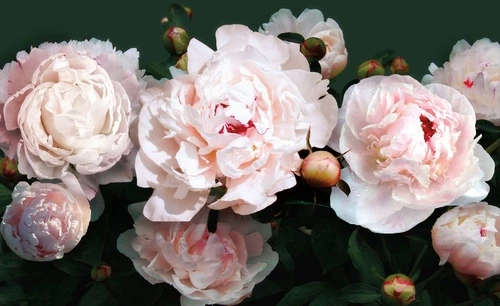 цветы, пионы, белые, на черном фоне, над диваном, над кроватью