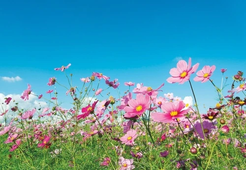 цветы, поле цветов, полевые цветы, розовая, голубое небо