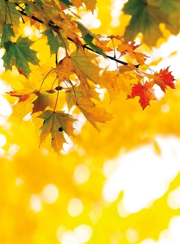 цветы, листья, клен, желтая