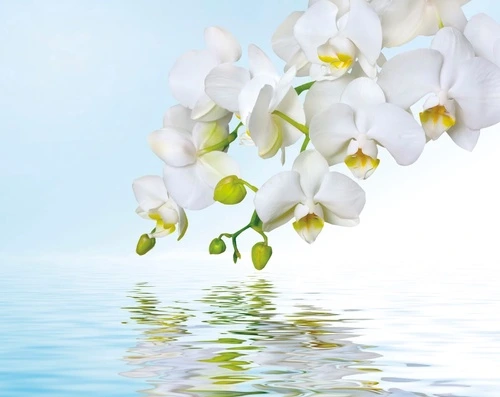 цветы, орхидеи, над водой, белые, голубые, ветка