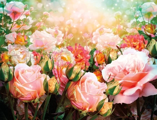 цветы, розы, розовые, поляна роз