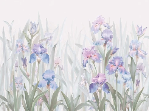 цветы, ирисы, голубая
