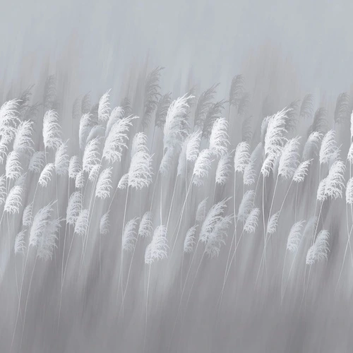 цветы, серая, поле, колосья