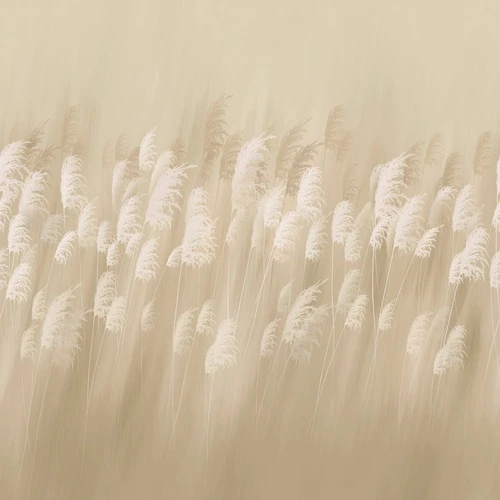 цветы, светло бежевая, колосья, поле