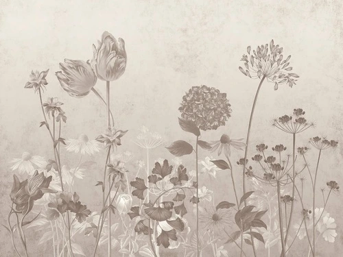 цаеты, бежевые, полевые, светлые, поляна