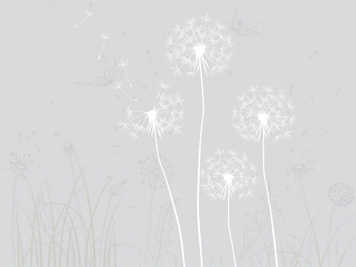 цветы, минимализм, серая, одуванчики