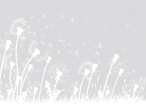 цветы, графика, одуванчики, светло серая