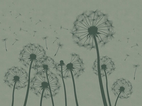 цветы, графика, одуванчики, черные, серая