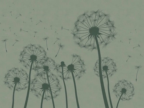 цветы, графика, одуванчики, черные, серая