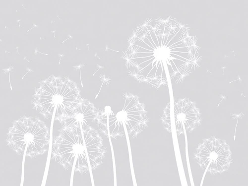 цветы, графика, одуванчики, белые, светло серая, крупные