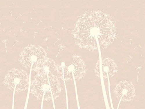 графика, цветы, одуванчики, белые, бежево-розовые