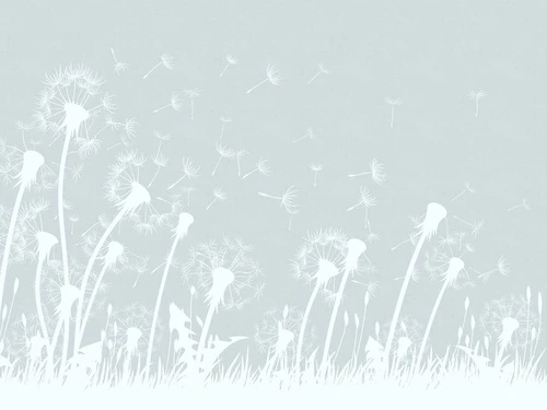 графика, цветы, одуванчики, серо-голубая, белые