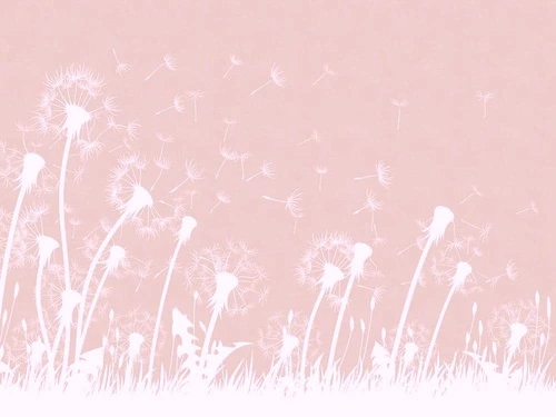 графика, цветы, одуванчики, белые, серо-розовая