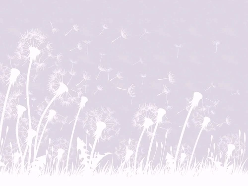 графика, цветы, одуванчики, серо-сиреневая, белые