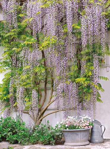 улочки, европейские, дерево, глициния, сиреневая