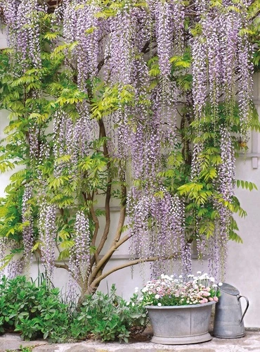 улочки, европейские, дерево, глициния, сиреневая