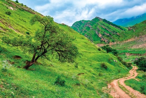 пейзаж, горы, зеленая, дерево