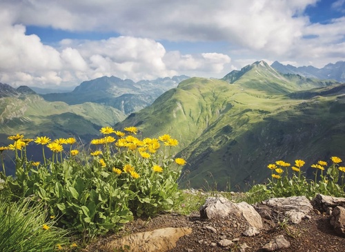 пейзаж, горы, с цветами, желтые