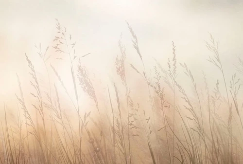 современные, колосья, песочные