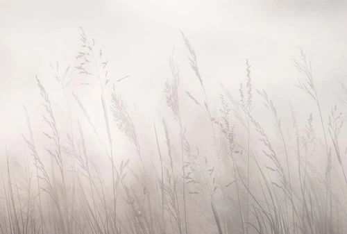 современные, колосья, бежевые