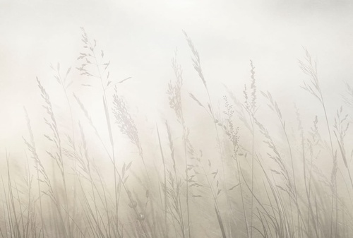 современные, колосья, светло бежевые