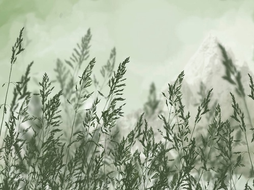 современные, колосья, темно зеленые