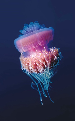 в ванную комнату, медуза, на черном фоне