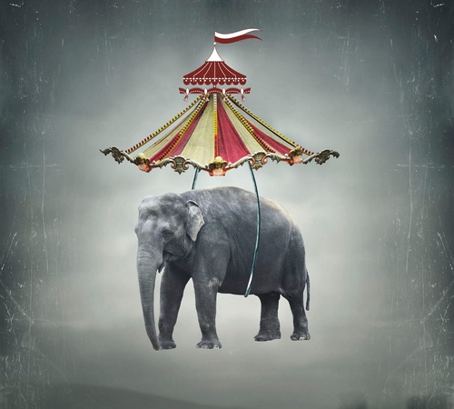 в цирк, слон, серая, цирковой слон