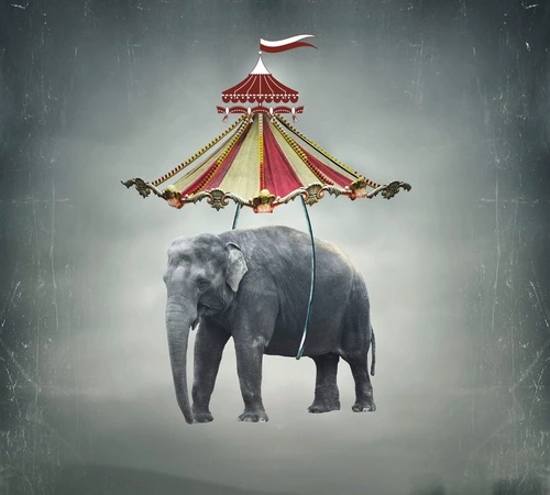 в цирк, слон, серая, цирковой слон