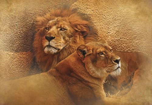 в спальню, львы, песочная