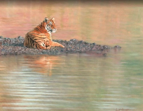 в зоопарк, тигр, у реки