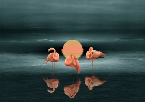небо, ночь, ночное небо, фламинго, солнце, розовый фламинго, озеро, пруд