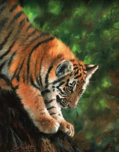 в зоопарк, тигренок