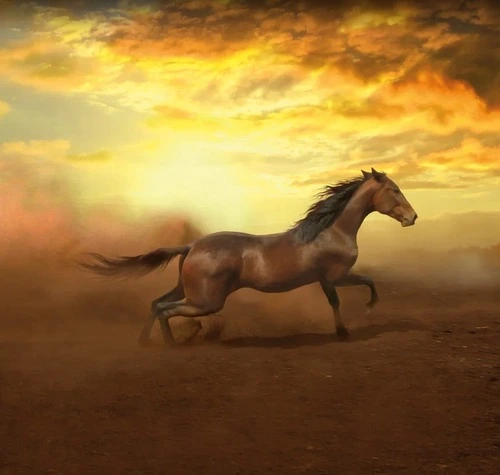 в офис, лошадь, гнедая, закат