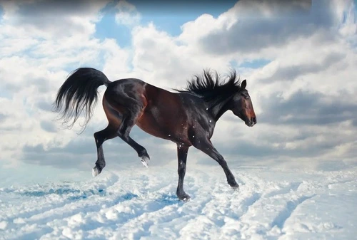 в офис, лошадь, гнедая, на снегу